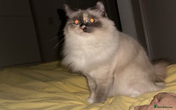 Ragdoll cats for sale: Playful Indoor Cat Kiki-Fully Vaccinated & Healthy - Image 7