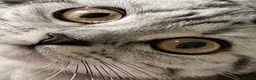British Shorthair cats for sale: BSH boy and girl, spayed - Advert 18