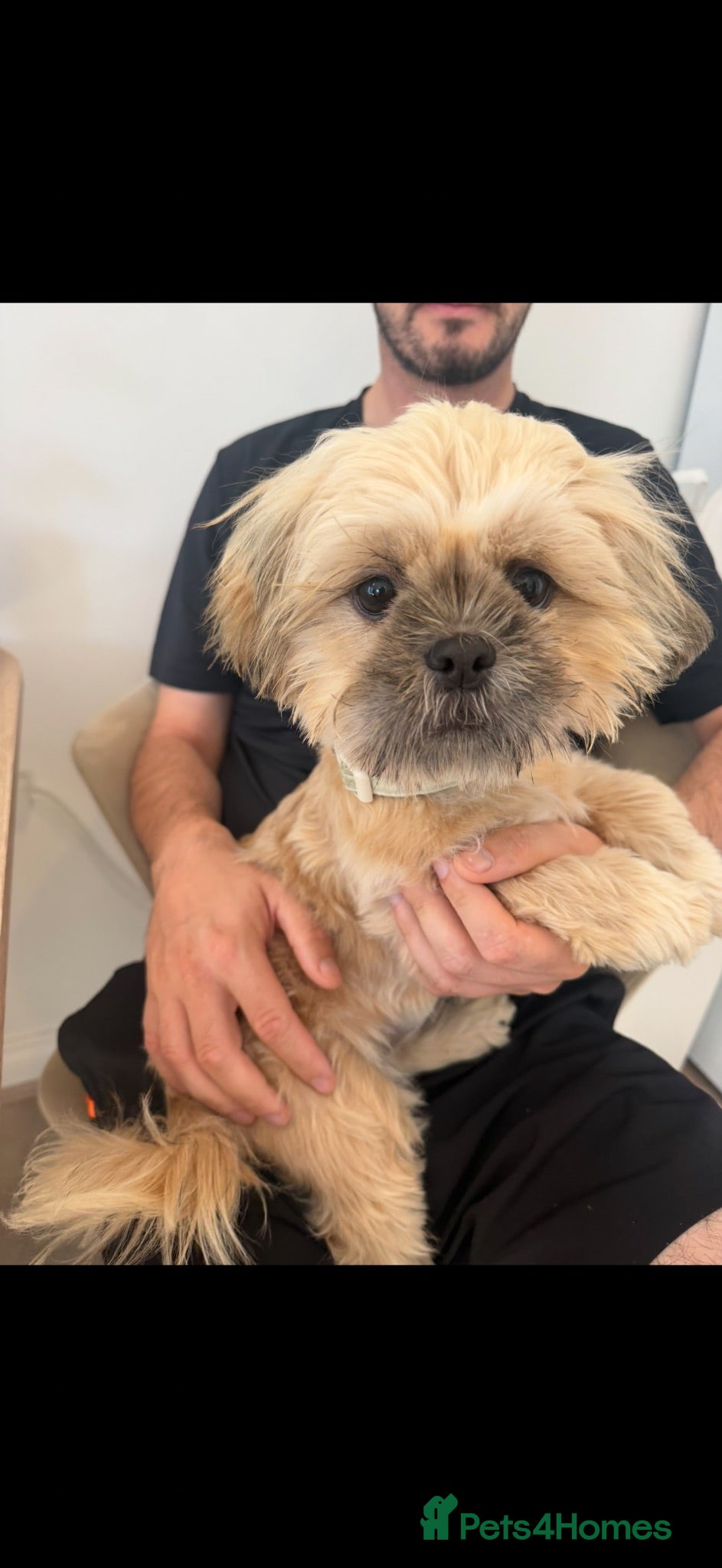 Shih Tzu dogs Belle - 5 month girl Shihtzu  - Advert 1