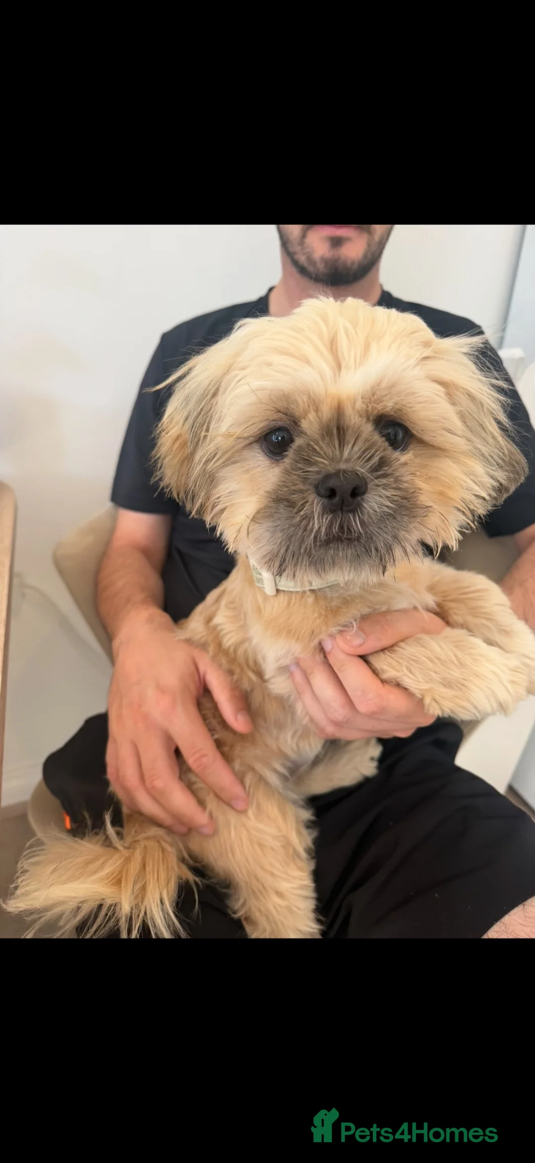Shih Tzu dogs for sale: Belle - 5 month girl Shihtzu  in Prescot - Advert 1