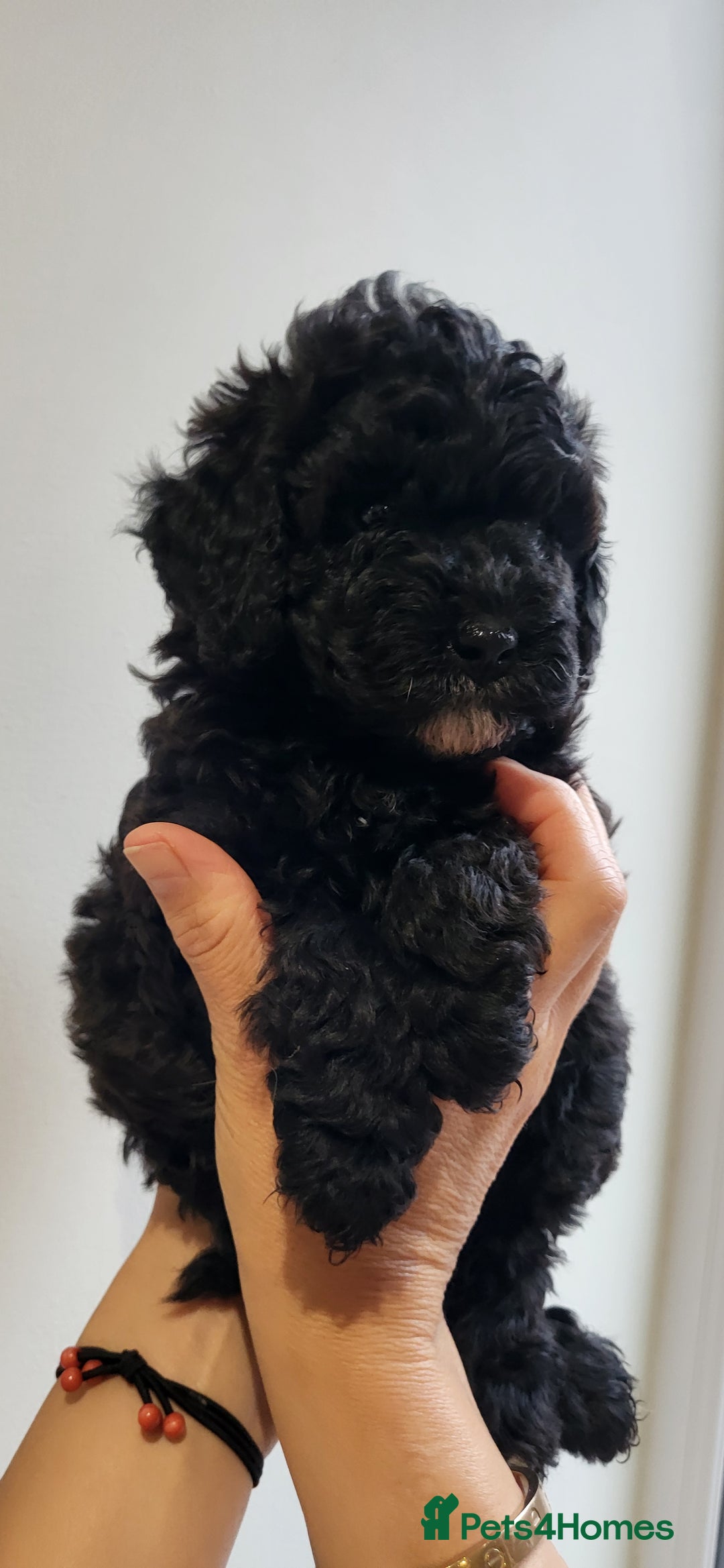 Cockapoo dogs for sale: Mr David  - Image 2