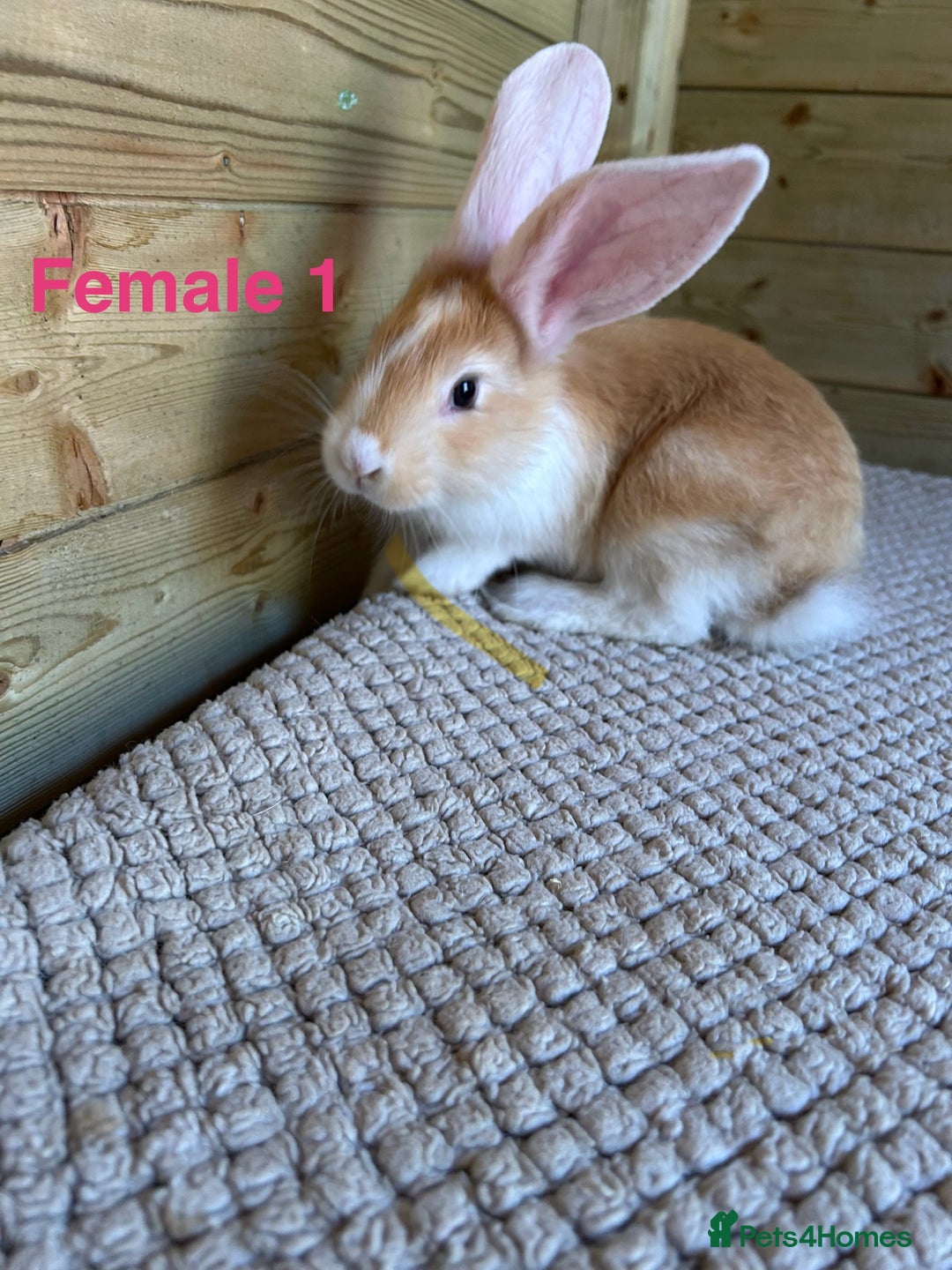 Continental Giant rabbits for sale: READY TO RESERVE - continental giant babies - Image 3
