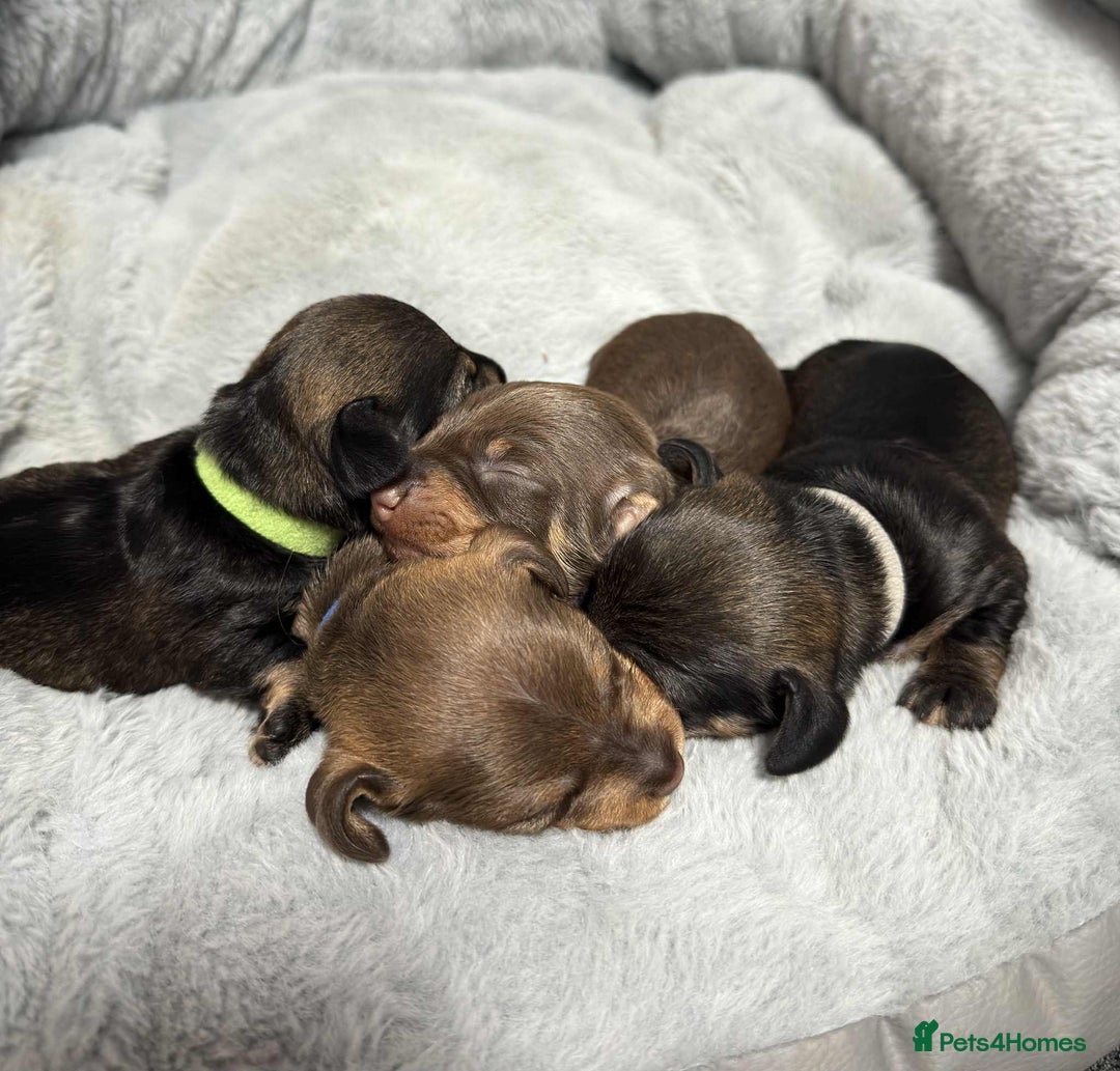 Miniature Dachshund dogs for sale: Wire haired puppies! Boys and girls - Advert 3
