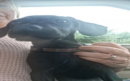 Mixed Breed dogs for sale: Cockerjack puppy for sale.  - Image 3