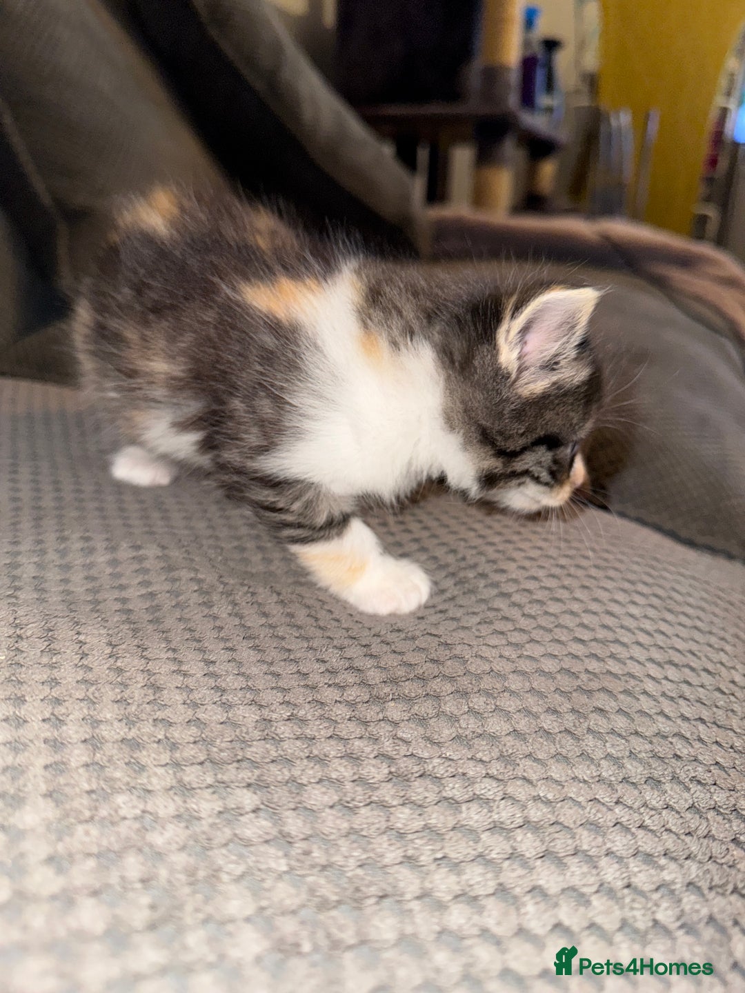 British Shorthair cats for sale: 3 x adorable kittens  - Image 19