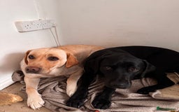 Labrador Retriever dogs for sale: ❤️❤️beautiful Labrador Pups ❤️❤️🔥 - Image 4