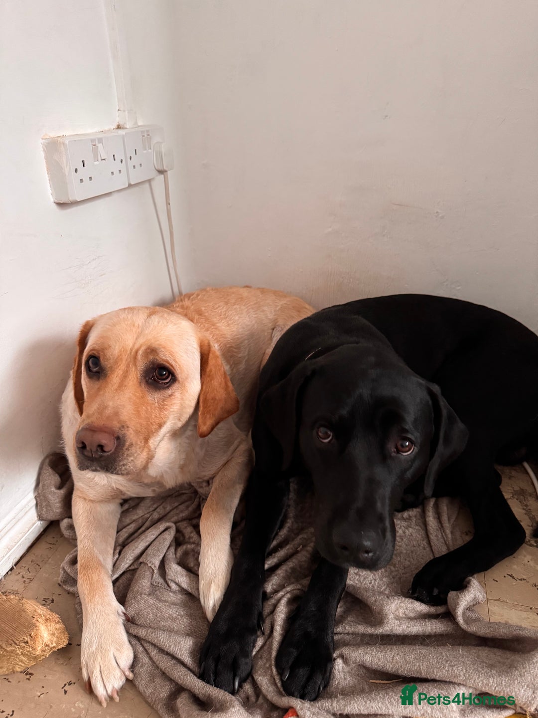 Labrador Retriever dogs for sale: ❤️❤️beautiful Labrador Pups ❤️❤️🔥 - Image 4