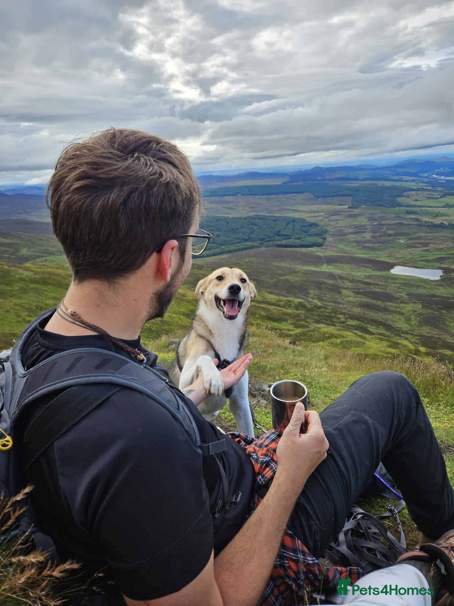 Mixed Breed dogs for adoption: Meet Greisho – the cuddly adventure‑lover in Auchterarder - Advert 16