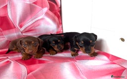 Dachshund dogs for sale: Mini dachshund puppies, PRA clear, health tested - Image 14