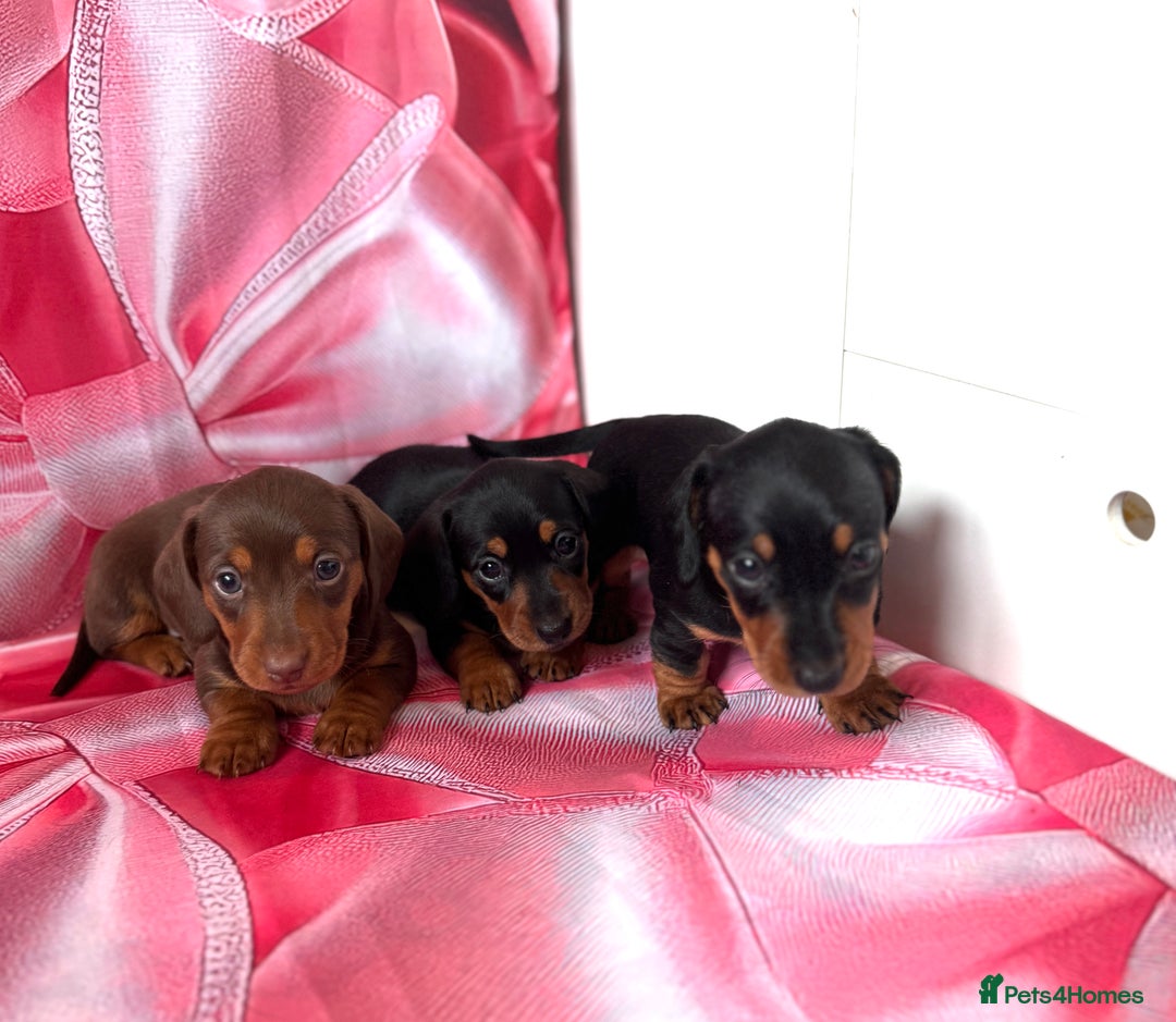 Dachshund dogs for sale: Mini dachshund puppies, PRA clear, health tested - Image 14