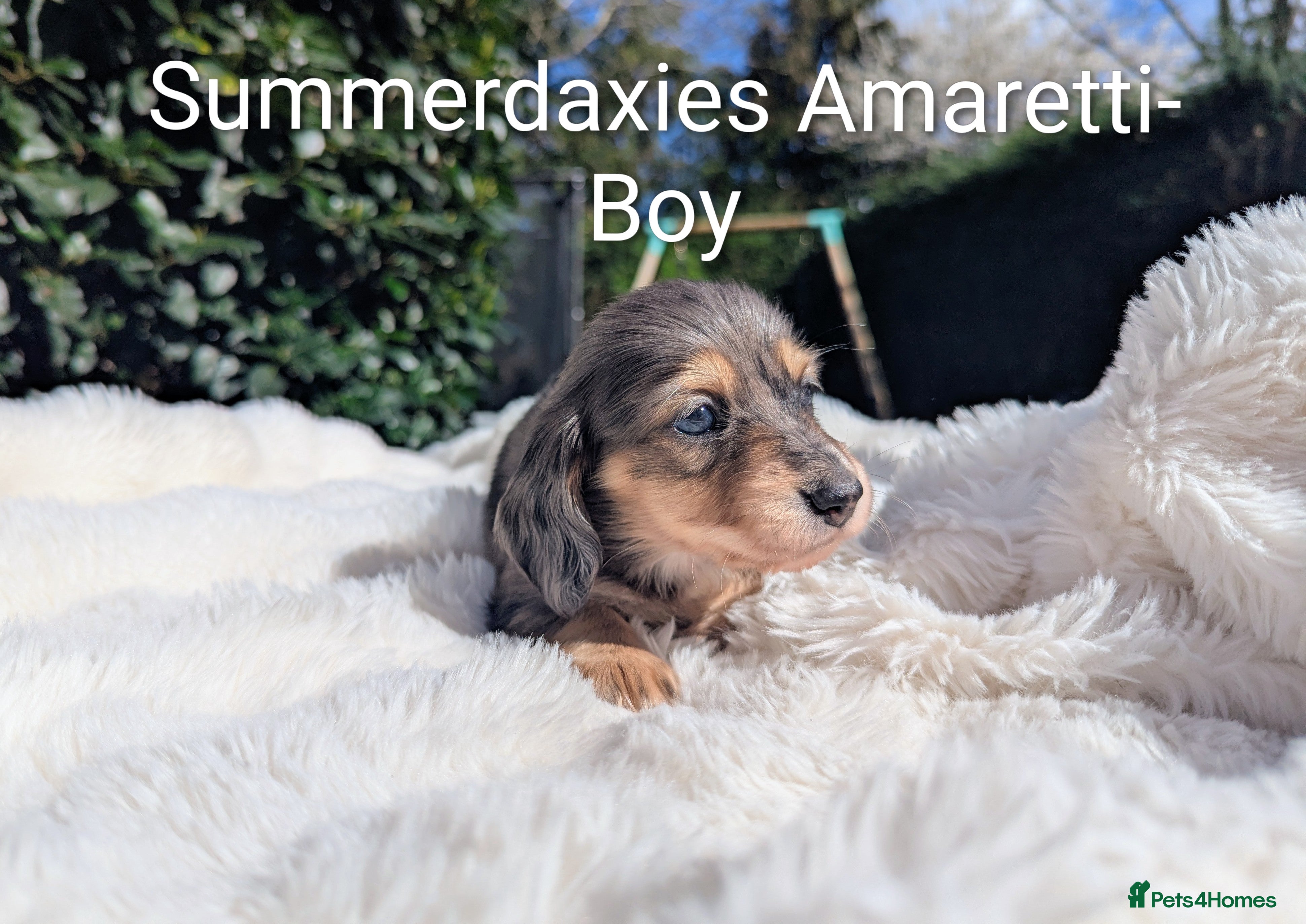 Miniature Dachshund dogs 🏅 READY SOON Stunning longhaired cream dapples - Advert 11