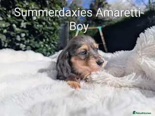 Miniature Dachshund dogs 🏅 READY SOON Stunning longhaired cream dapples - Advert 11