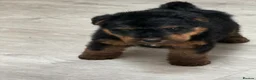 Welsh Terrier dogs for sale: Beautiful Welsh terrier puppies  - Advert 29