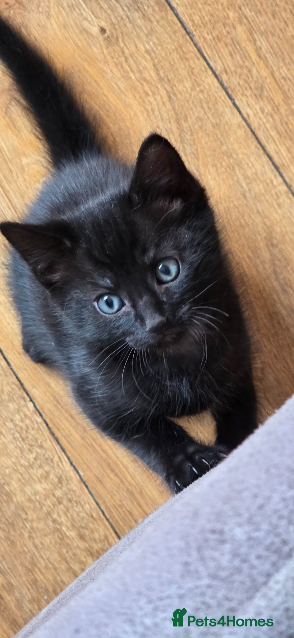 Mixed Breed cats Maincoon x bsh ONLY 3 MALES LEFT!!!! - Advert 6