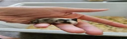 Mouse rodents for sale: Baby female fancy mice  - Advert 2