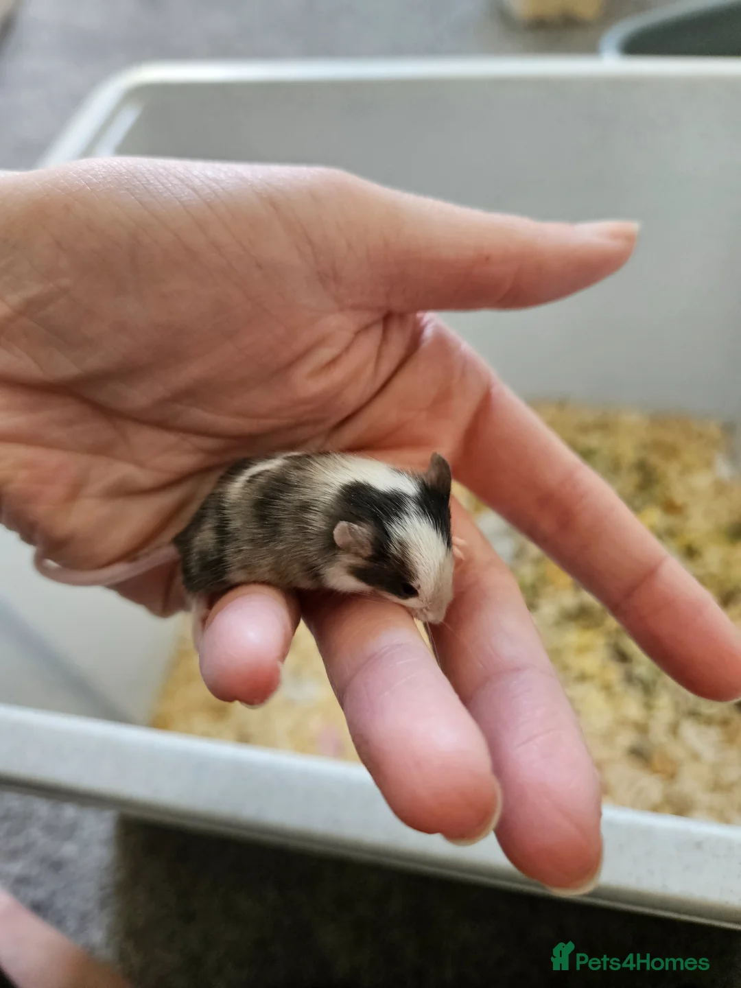 Mouse rodents for sale: Baby female fancy mice  - Advert 2