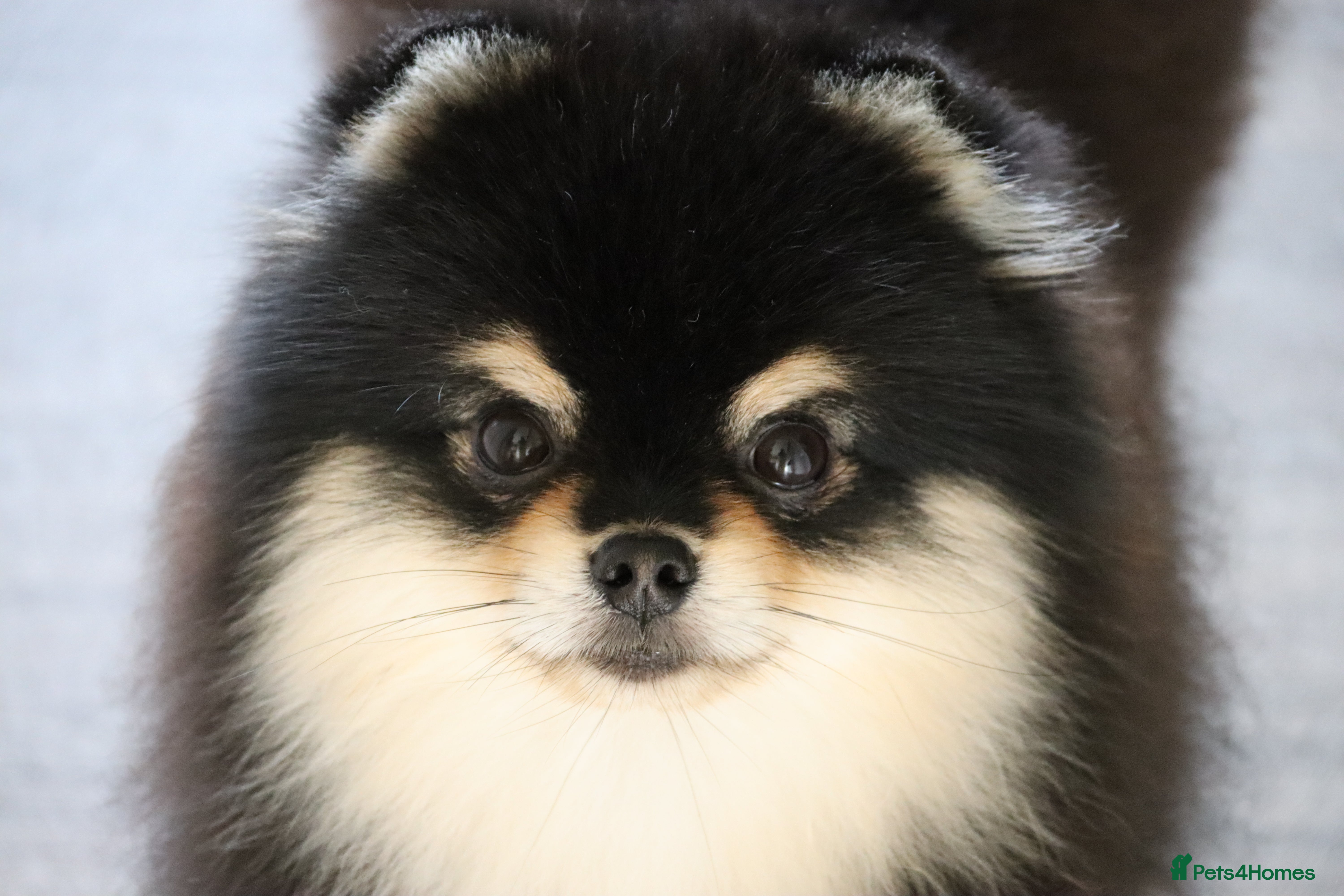 Pomeranian dogs KC Registered Pomeranian for stud  - Advert 4