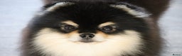 Pomeranian dogs for stud: KC Registered Pomeranian for stud  - Advert 1