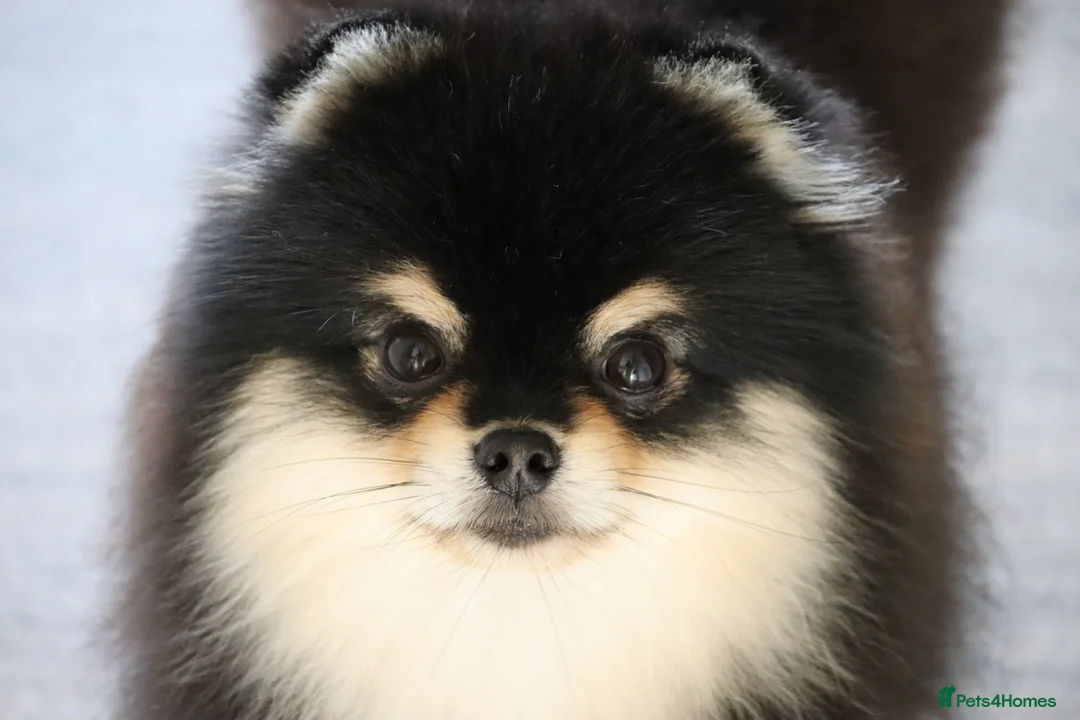 Pomeranian dogs for stud: KC Registered Pomeranian for stud  - Advert 1