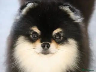 Pomeranian dogs KC Registered Pomeranian for stud - Advert 14