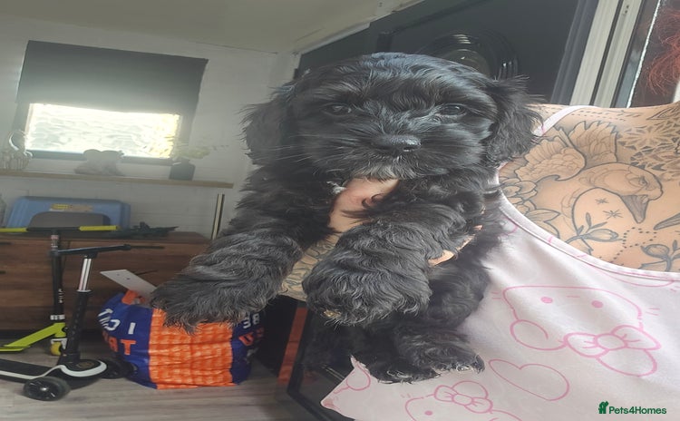 Cockapoo dogs - Advert 1