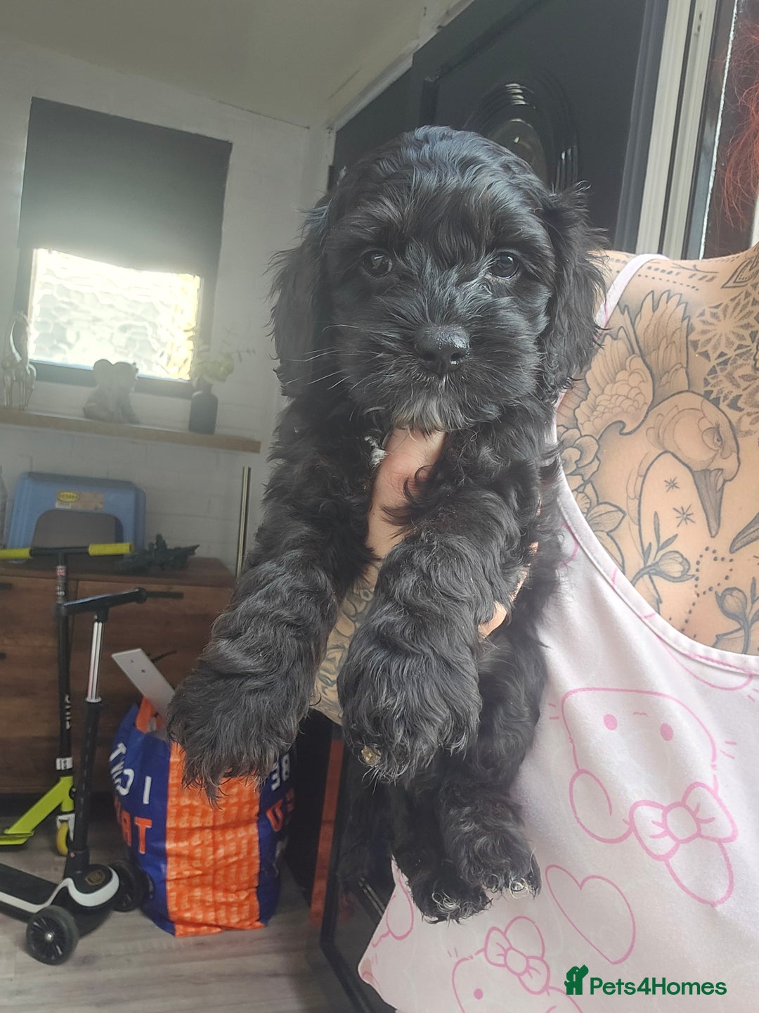 Cockapoo dogs for sale: READY NOW American Cockapoos - Image 1