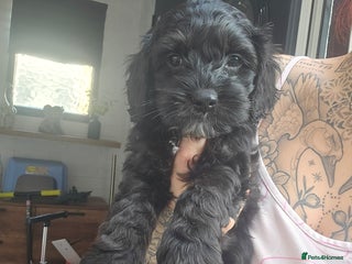 Cockapoo dogs - Advert 2