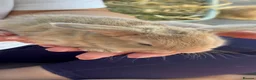 Mini Lop rabbits for sale: New born mini lop rabbits - Advert 20