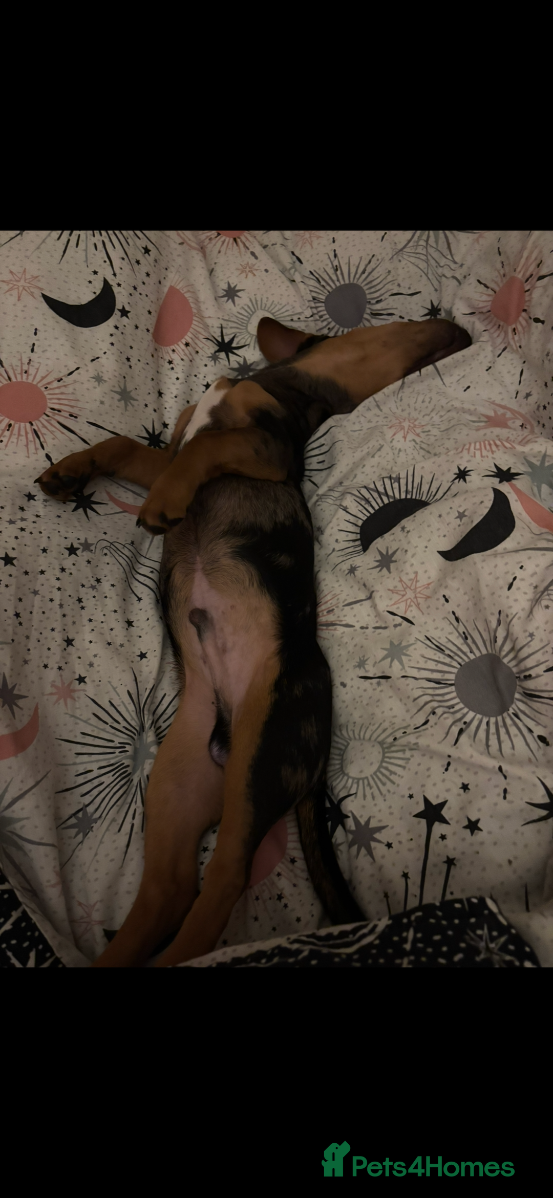 Mixed Breed dogs for sale: Handsome boy  - Advert 10