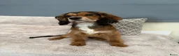 Mixed Breed dogs for sale: Cocker x cockalier male - ready to go - Advert 11