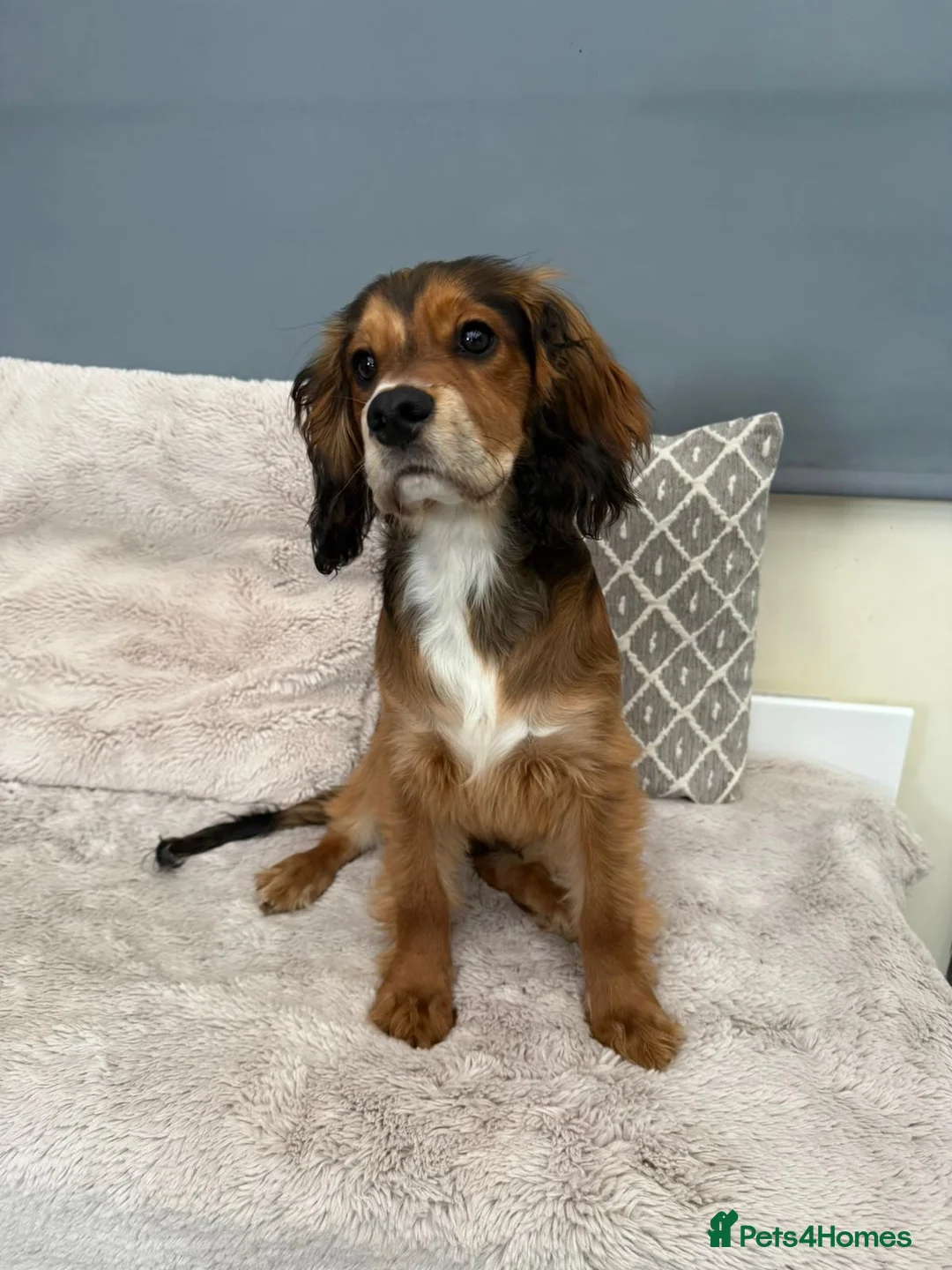 Mixed Breed dogs for sale: Cocker x cockalier male - ready to go - Advert 11