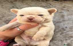 Chihuahua dogs for sale: 💖 Esquire litter of chihuahua puppies 💖 - Advert 7