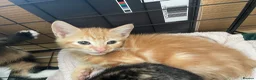 Mixed Breed cats for sale: 3 Beautiful Ginger Mix Siamese Boys Ready Now in Sutton-in-Ashfield - Advert 4