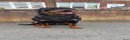 Rottweiler dogs for sale: Big boned chunky Rottweiler puppies - Advert 16