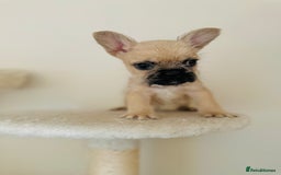 Mixed Breed dogs for sale: 3 gorgeous pups ready now - Image 2