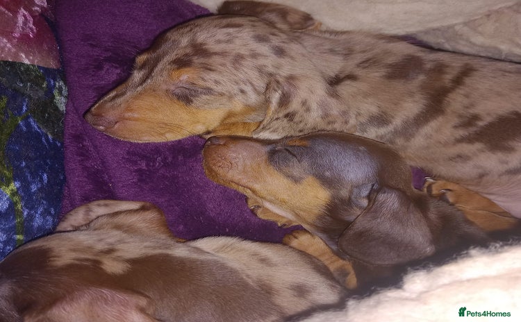 Miniature Dachshund dogs - Advert 15