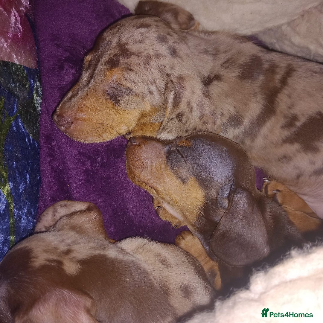 Miniature Dachshund dogs for sale: GORGEOUS MINIATURE DACHSHUND PUPPIES - Image 1