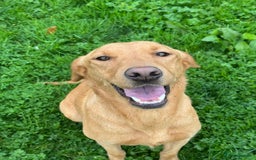 Goldador dogs for sale: Gorgoeus Goldador’s  - Image 12