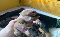 Mixed Breed dogs for sale: Rottweiler  ** taffy puppies - Image 21