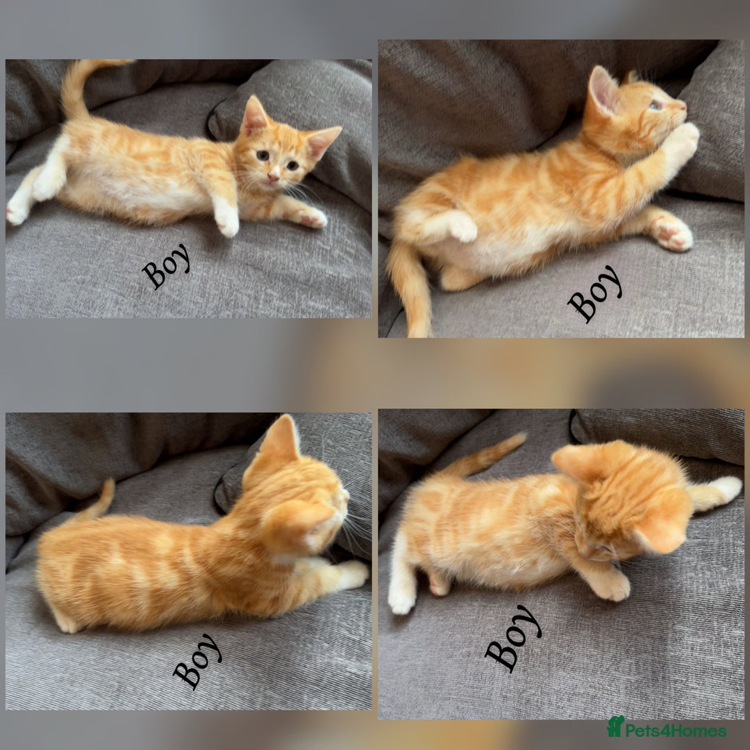 Mixed Breed cats for sale: 9 Beautiful Mixed Kittens - Image 11
