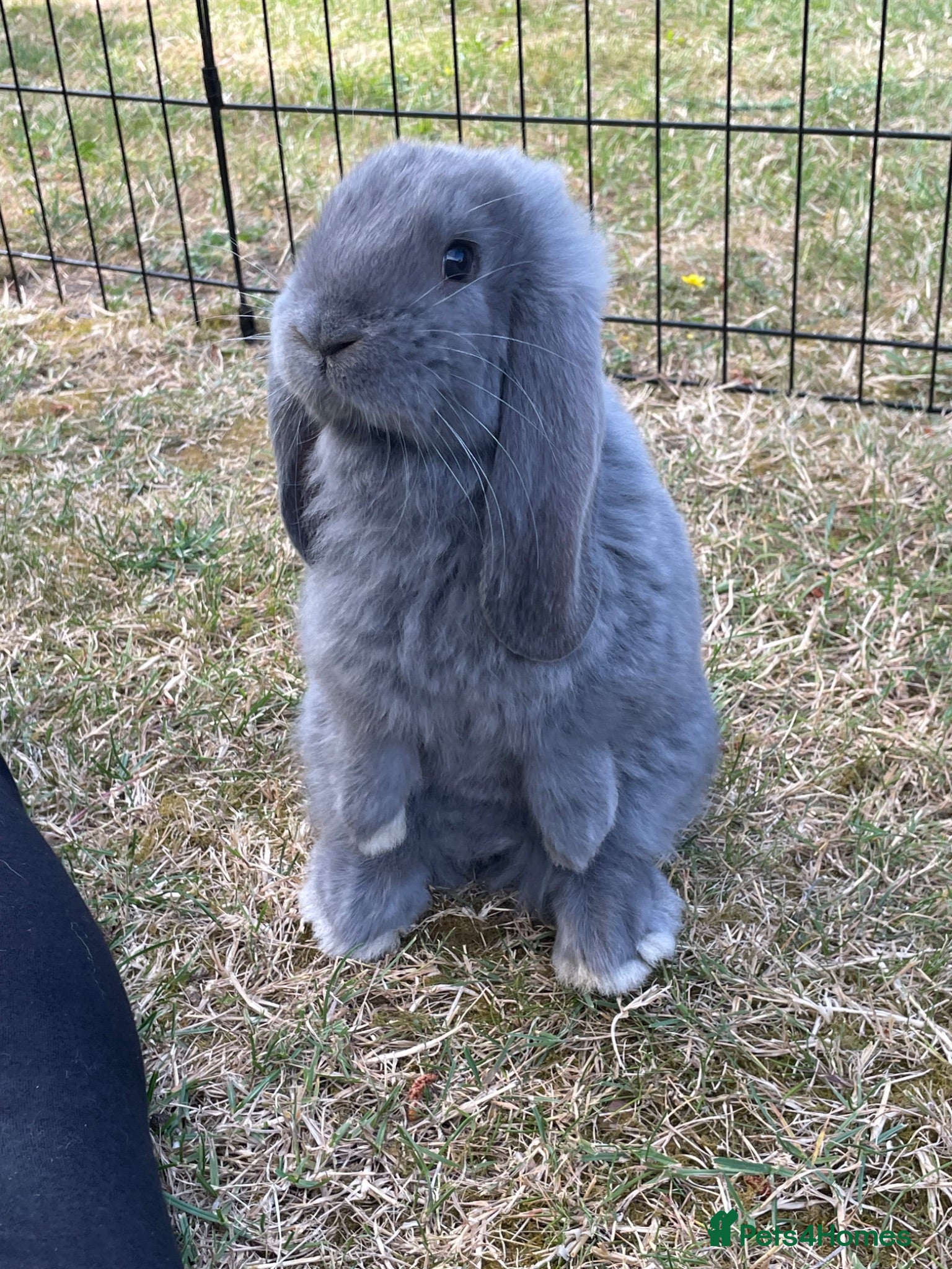 French Lop rabbits Beautiful French Lop Babies - Advert 1