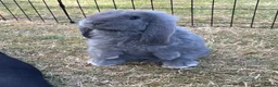 French Lop rabbits for sale: Beautiful French Lop Babies - Advert 4