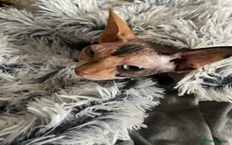 Sphynx cats for sale: Sphynx female 2 years old intact  - Image 7