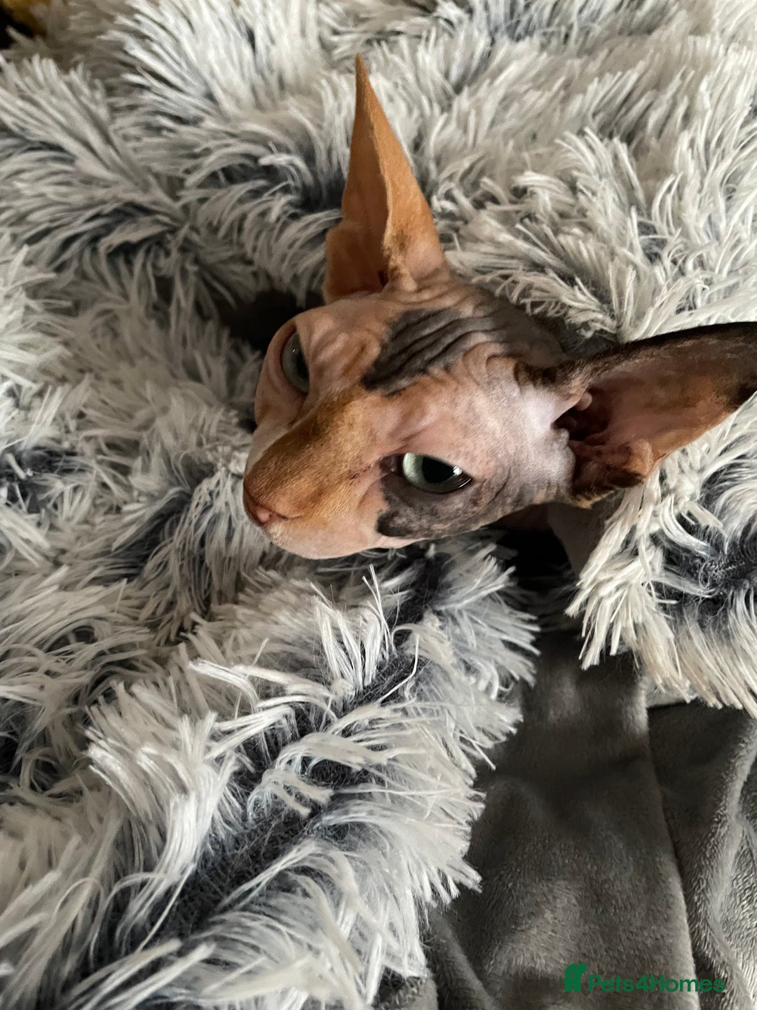 Sphynx cats for sale: Sphynx female 2 years old intact  - Image 7