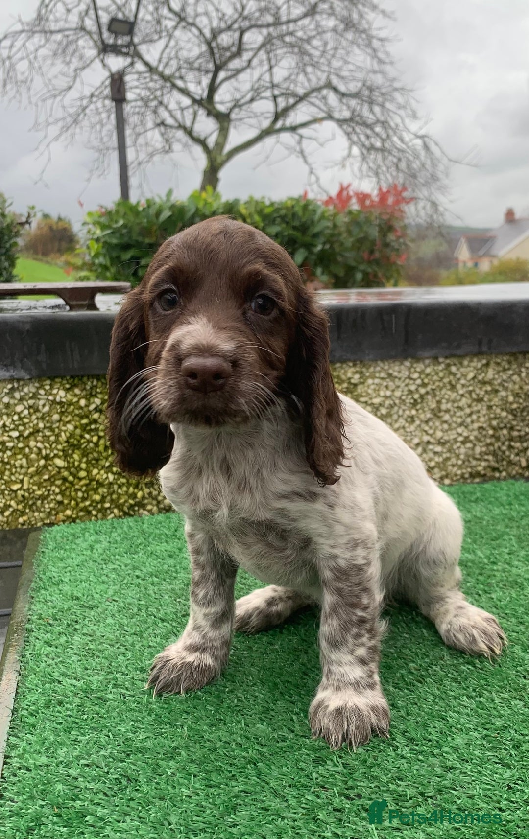 Cocker Spaniel dogs for stud: Boris (Bryn Rhos Major) for stud in Ammanford - Advert 13