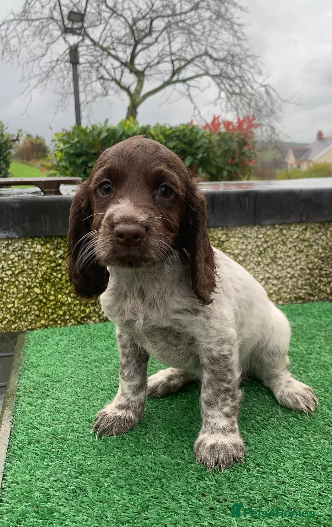 Cocker Spaniel dogs for stud: Boris (Bryn Rhos Major) for stud in Ammanford - Advert 13