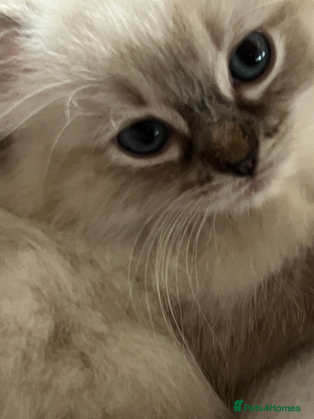 Ragdoll cats for sale: GCCF Ragdoll Kittens. Champion lines  - Advert 21