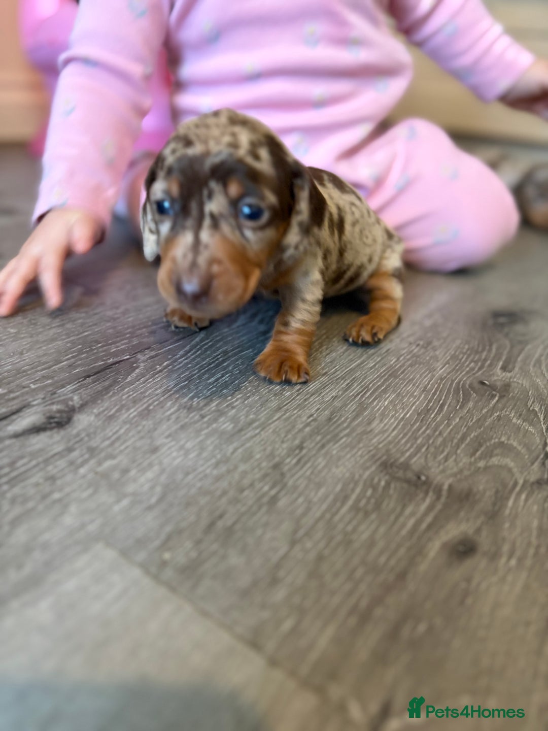 Miniature Dachshund dogs for sale: Adorable Miniature dachshund Babies - Advert 2