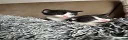 Mixed Breed cats for sale: 4 female kittens - Advert 13