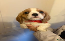 Cavalier King Charles Spaniel dogs for sale: ✨Adorable King Charles Cavalier Puppies✨READY NOW✨ - Advert 19